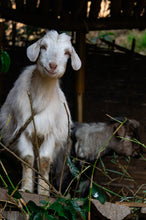 Load image into Gallery viewer, Goats Online

