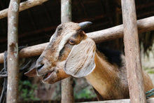 Load image into Gallery viewer, Goats Online
