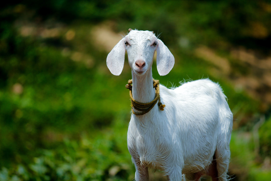 Goats Online